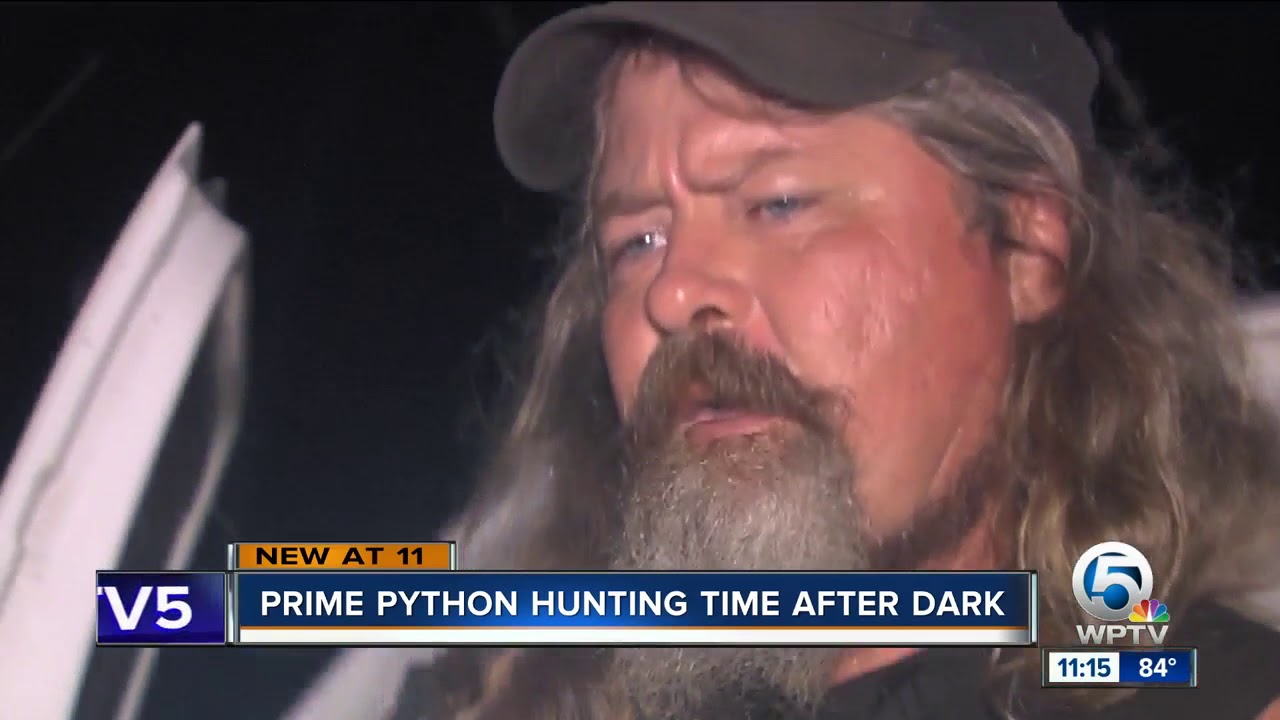 Night time python hunting in the Everglades - YouTube