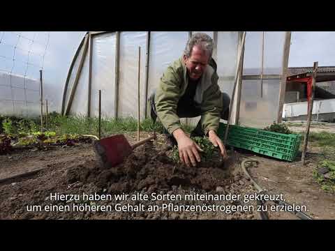 Video: Rotklee - Beschreibung, Eigenschaften, Stammanwendung