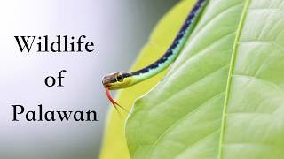 Wildlife of The Philippines (PALAWAN)