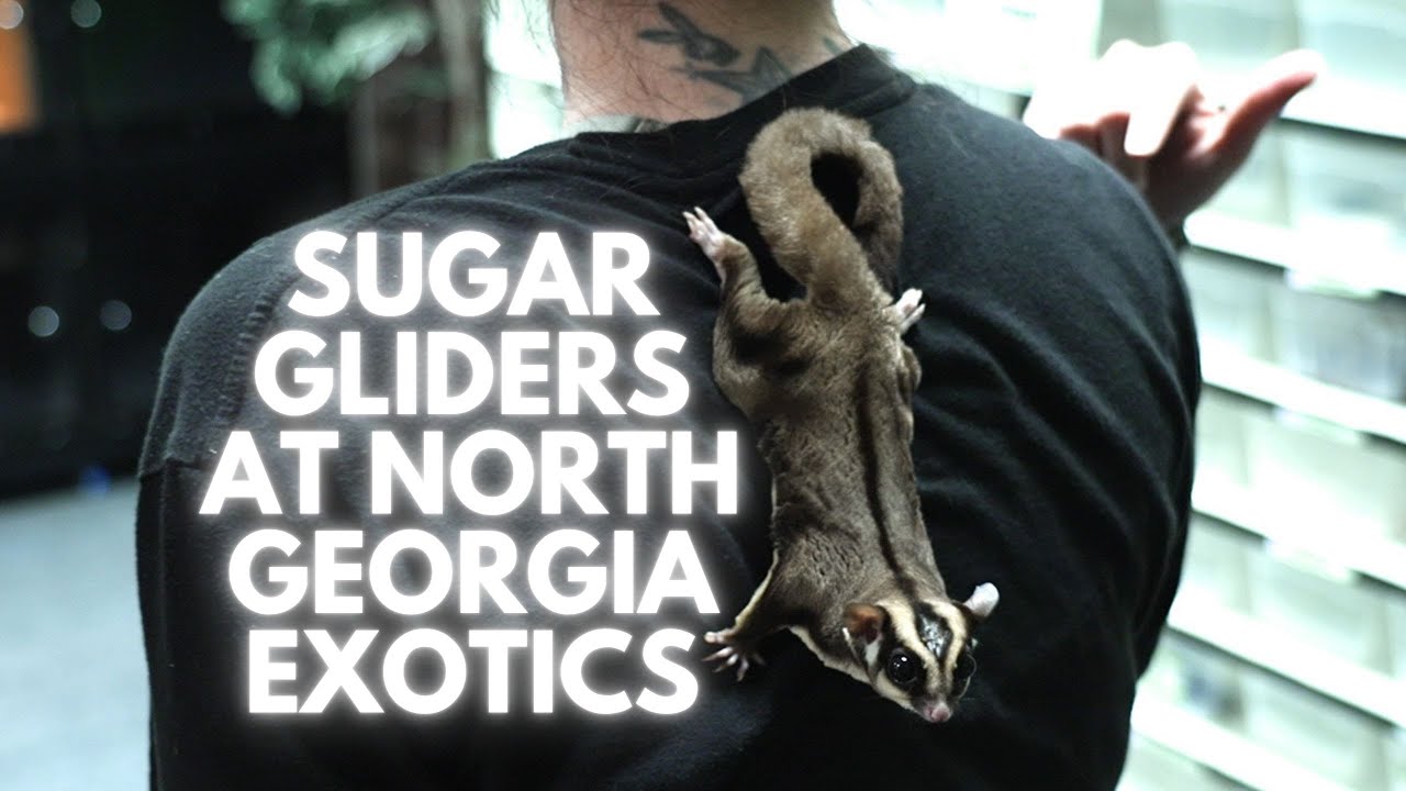 Sugar Gliders At North Exotics YouTube