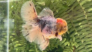 22176 Calico Rosetail Oranda