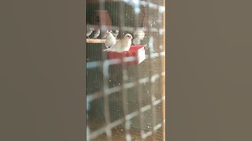 Java Sparrow || White Java Birds #Enjoyment #finch #whitejava