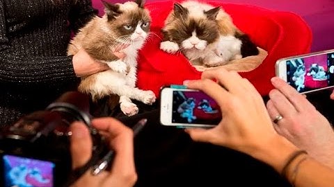 Grumpy Cat meets her animatronic self