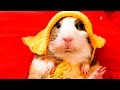 Guinea pigs: funny compilation 2017.