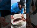Shark hook removal goes sideways fishing shark igreelsiestakey