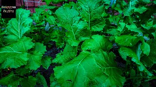 Save Money: Grow Collard Greens for Your Bearded Dragon 🦎🌿