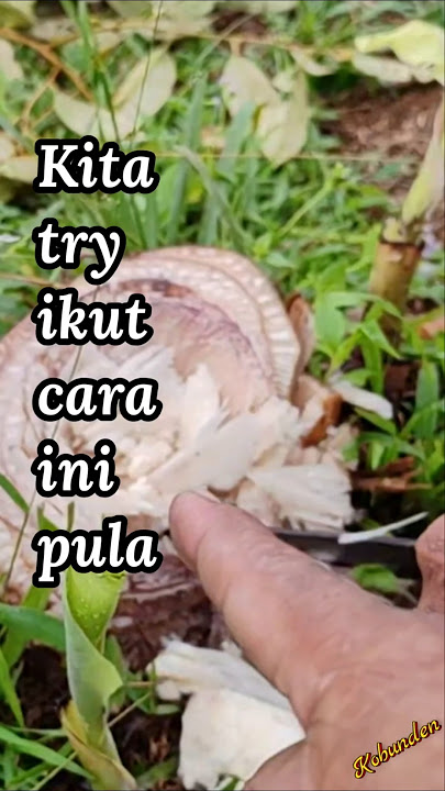 KITA CUBA CARA INI PULA