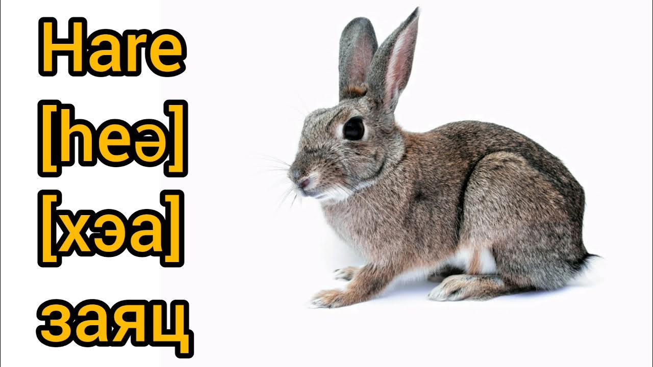 Открытка happy easter с кроликом. Я зайка на английском. Я зайка на английском. Я зайка на английском. Любимый зайчик.