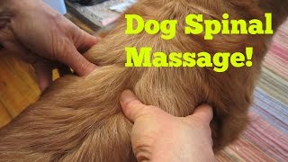 Dog Back Massage!  Important!  Best Video!