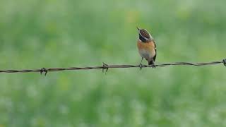 Pokląskwa Saxicola Rubetra Whinchat