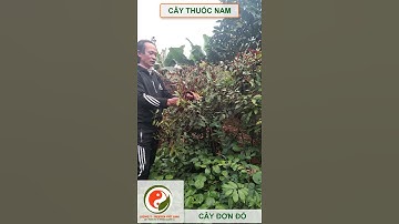 cây đơn đỏ mặt trời cây thuốc Nam