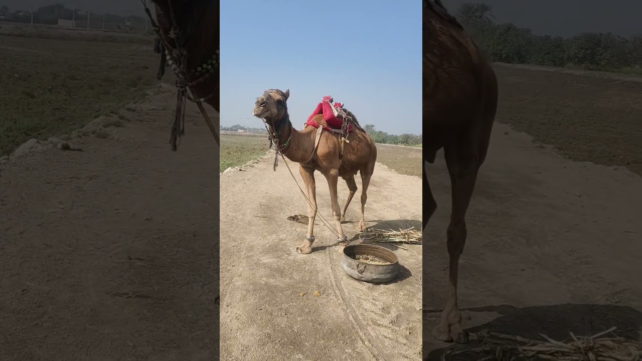Farmers and Camel-Cart Operators Severely Affected by Low Sugarcane Prices Sugarcane Crisis in Sindh