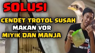 CARA MENGATASI CENDET TROTOL SUSAH | MAKAN VOR | MIYIK | DAN MANJA | #BANGUCUPCHANNEL