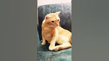 Gobu Daily Shorts Gobu Bubblie Trending Trendingshorts Cat Trendingnow Love Adoptdontshop Indie 