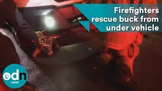 Oh deer! Firefighters rescue buck from under vehicle