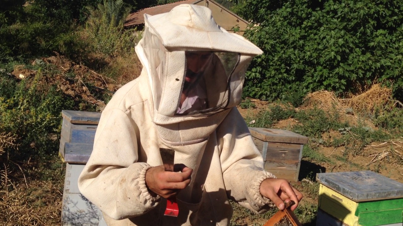 الدرس الخامس و الثلاثون // توجيهات جني  العسل // منحل أمين ولدسعيد الجزائر