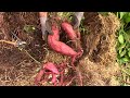 Straw Bale Sweet Potatoes - Four Types Grown In A Straw Bale