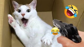 I would die laughing for these FUNNIEST Cats  Funniest Cat Reaction