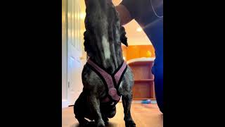 My Dogs Tried The Temptation Challenge 🐶 #lmg #dog #vlog #reels #family #mydog #challenge