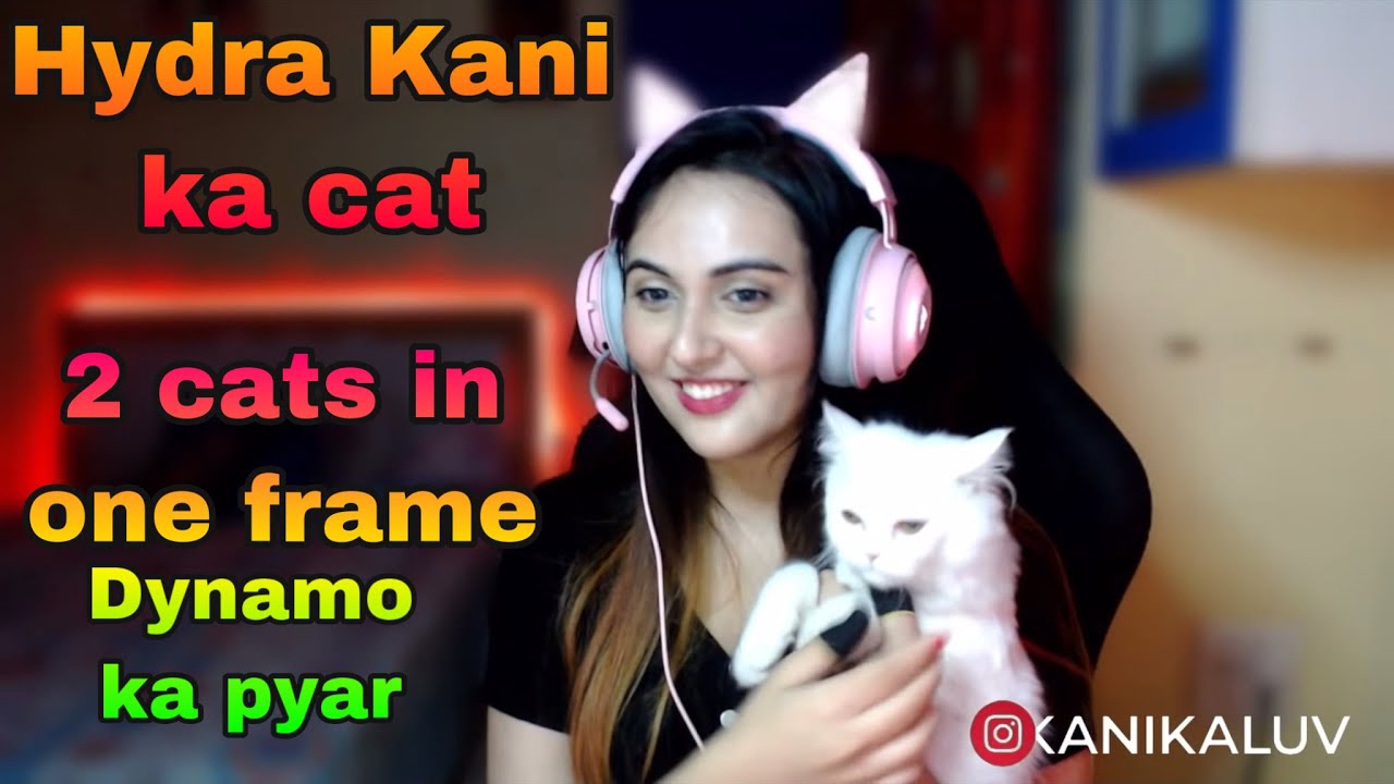 Hydra Kani ka cat | Dynamo ki gf kani | too cats in one frame