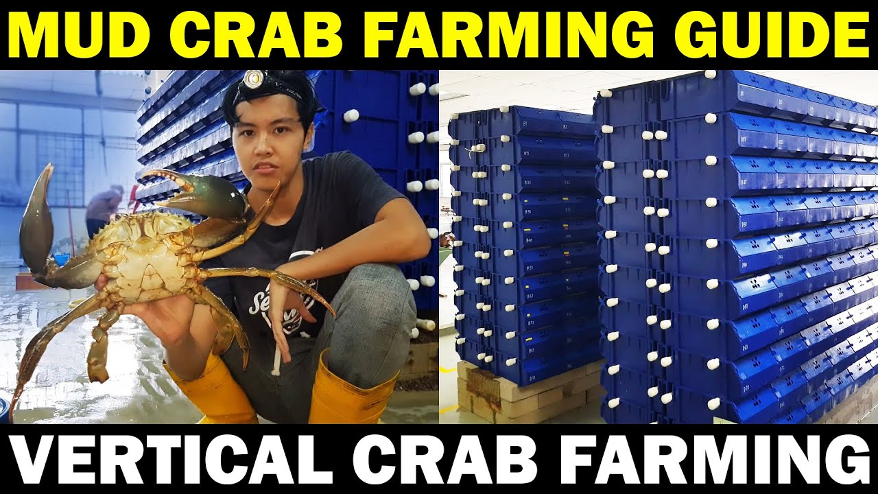 Mud Crab Farming Vertical Crab Farming Youtube Mud Crab Farming Vertical Crab Farming Youtube