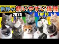 【2024年最新】世界の飼いやすい猫種の特徴や飼育の注意点を現役ブリーダーがご紹介します!飼いやすい猫種10選!