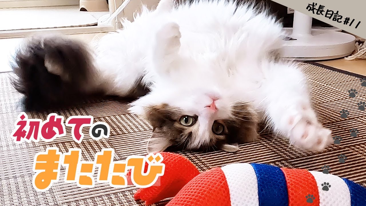【初めてのまたたび】可愛さ大爆発！癒しのゴロゴロタイム | ノルウェージャン |生後11ヶ月