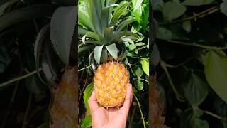 ගෑවුනු තැන කන්න පුළුවන් අන්නාසි🍍🍍🍍#pineapple#pineapplecake#pineappleharry#pineapplerecipes#apple