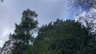 Yellow tailed black cockatoos squawking in trees. Mt Macedon. 19th Sept 2025. 