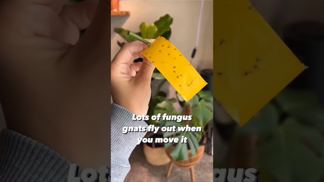 5 Signs your Plant is Overwater 