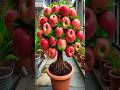 Great for harvest more apples with New Planting methods #farming #satisfying #shorts