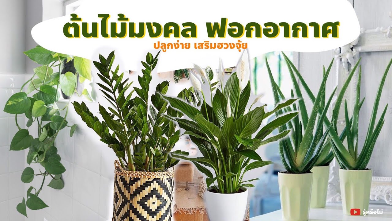 ต้นไม้ที่ควรปลูกในบ้าน: พืชสวยงามสู่วิถีชีวิตใหม่ ต้นไม้ที่ควรปลูกในบ้าน: พืชสวยงามสู่วิถีชีวิตใหม่