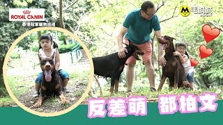 【Royal Canin特約香港冠軍貓狗巡禮】反差萌都柏文