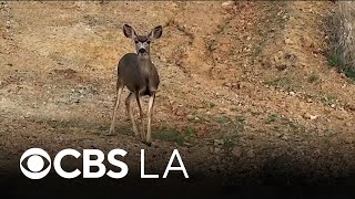 LA County pushes back on controversial plan to kill mule deer on Catalina Island
