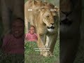 At 114 decibels, a lion's roar can be heard up to five miles away 🦁 #Lions #Animals