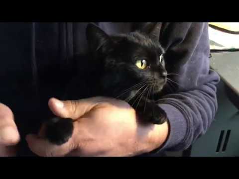 黒猫ルーシーの爪切り