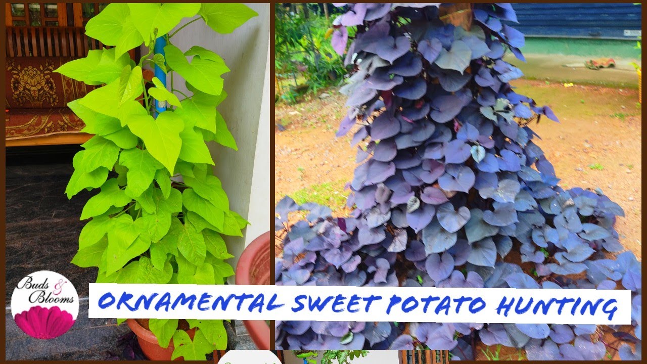 Plants hunting malayalam Ornamental sweet potato vine Sit out garden