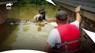 Louisiana Floods Push Villalobos Into Action | Pit Bulls & Parolees S8 E7 | Animal Planet India