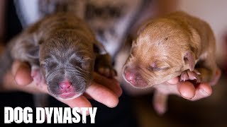 dog dynasty hulk puppies for sale