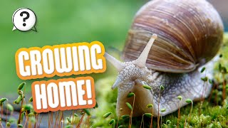 How do snails get their shells? | But Why Bites | Vermont Public PBS