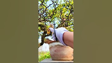 Kéo tỉa Dăm bonsai (Link mua trong comment) #bonsaishop