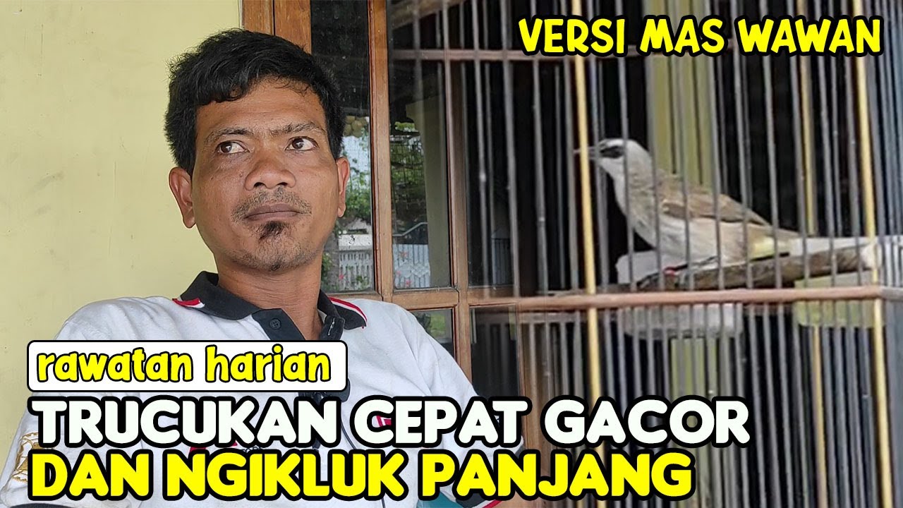 PERAWATAN TRUCUK AGAR RAJIN ROPEL || CARA PERAWATAN BURUNG TRUCUK AGAR CEPAT GACOR