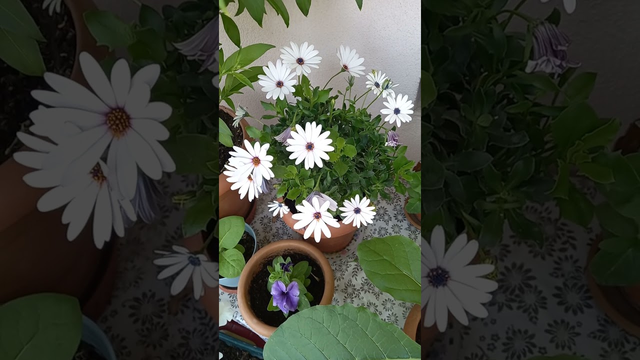 Bodrum Papatyası Bakımı