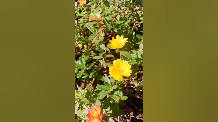 10 o'clock flower |portulaca oleracea plant | small garden - DayDayNews