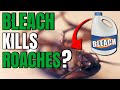 Does Bleach Kill Roaches? | 👀 Shocking Results Revealed!