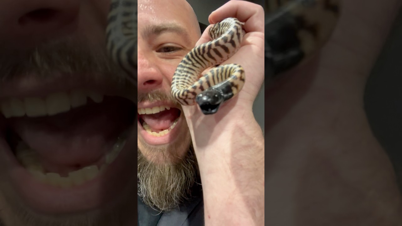 FEISTY BABY BLACKHEAD PYTHON JUST HATCHED! 