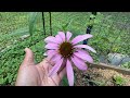 May 17 Garden Update