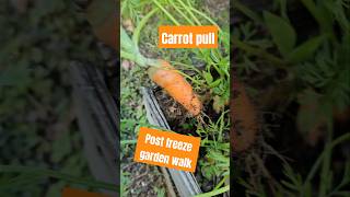 Post freeze garden walk, carrot pull. #garden #backyardgardening #mymorninggardenwalk #freeze