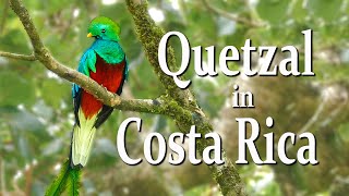 Коста-Рика. Великолепный Кетцаль / Quetzal In Costa Rica. Monteverde, San Gerardo De Dota En Lv Subt