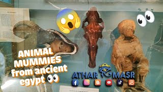 ANIMAL MUMMIES from ancient egypt 👀 #egypt #مصر #اكسبلور #museum #egyptian #history #ancient #ترند